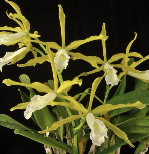 Cattleya tenebrosa alba rlc - x,